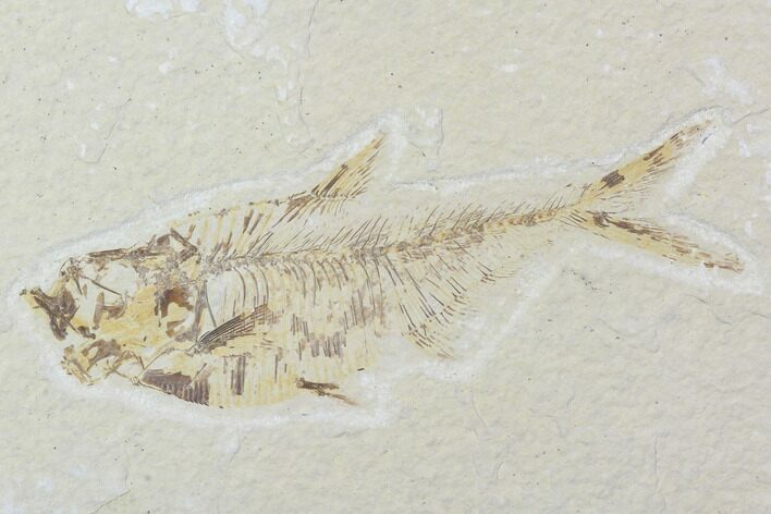 Bargain, Diplomystus Fossil Fish - Wyoming #100591